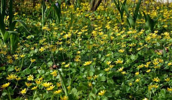 Обои на рабочий стол: field, Flowering, grass, nature, spring, весна, поле, трава, цветение