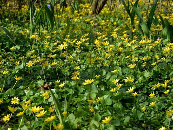 field, Flowering, grass, nature, spring, весна, поле, трава, цветение