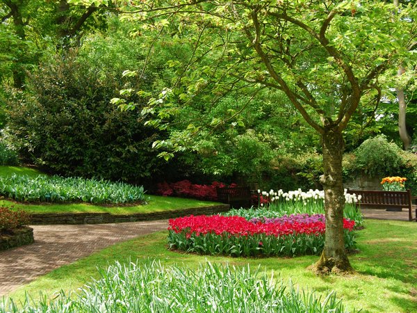 flowers, garden, nature, park, spring, весна, парк, сад, цветы