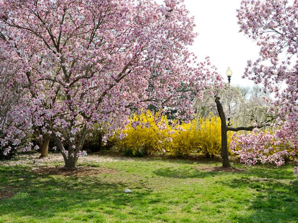 blossom, cherry, Flowering, nature, spring, trees, весна, ветки, деревья, природа, цветение