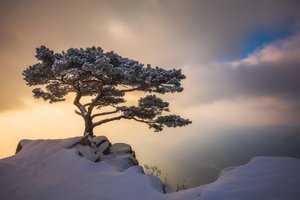 Обои на рабочий стол: дерево, зима, небо, облака, свет, скалы, снег