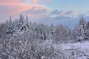 Обои на рабочий стол: canada, Newfoundland, ели, зима, канада, лес, Ньюфаундленд, снег