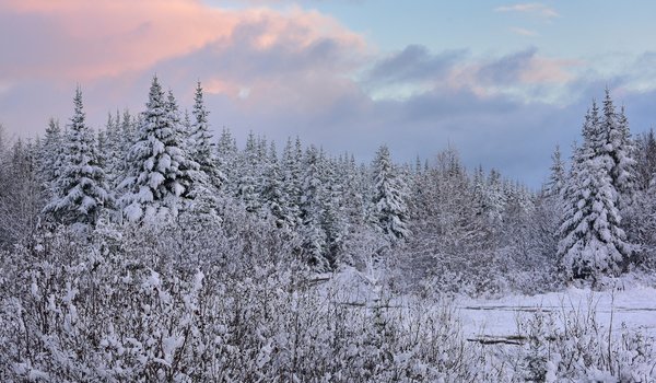 Обои на рабочий стол: canada, Newfoundland, ели, зима, канада, лес, Ньюфаундленд, снег