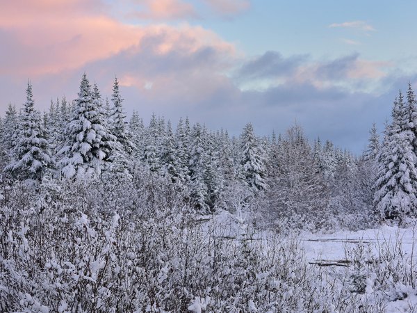 canada, Newfoundland, ели, зима, канада, лес, Ньюфаундленд, снег