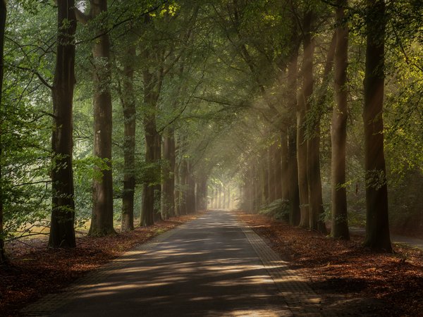 аллея, деревья, дорога, лучи, нидерланды