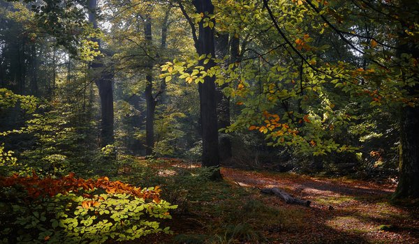 Обои на рабочий стол: деревья, лес, нидерланды, осень