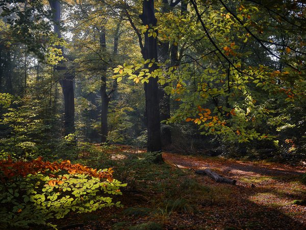 деревья, лес, нидерланды, осень