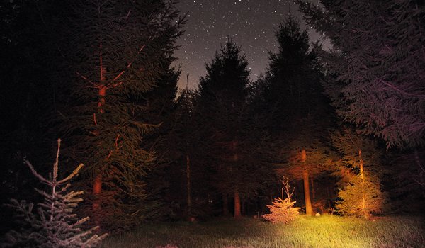 Обои на рабочий стол: forest, night, sky, stars, звезды, лес, ночь