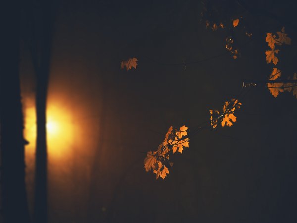 листья, ночь, природа