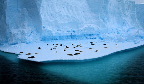 Обои на рабочий стол: айсберг, море, тюлень