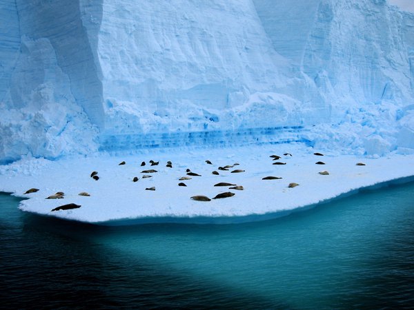 айсберг, море, тюлень