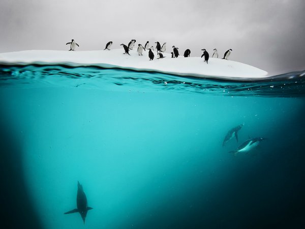лед, море, пингвин, снег