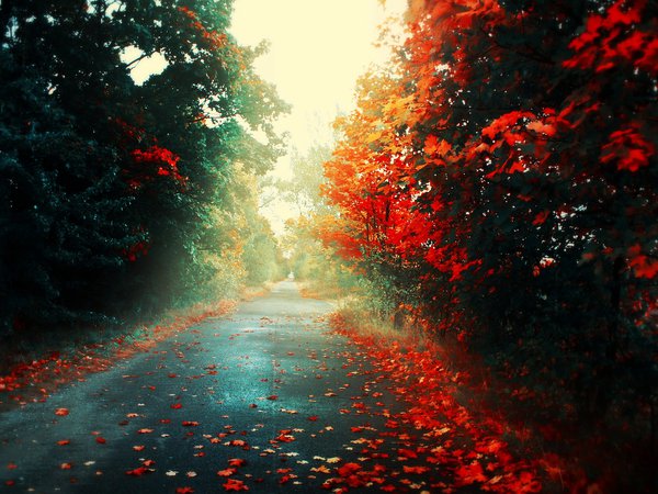 деревья, листья, осень