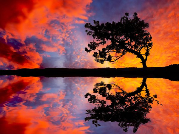 дерево, закат, озеро, отражение, силуэт