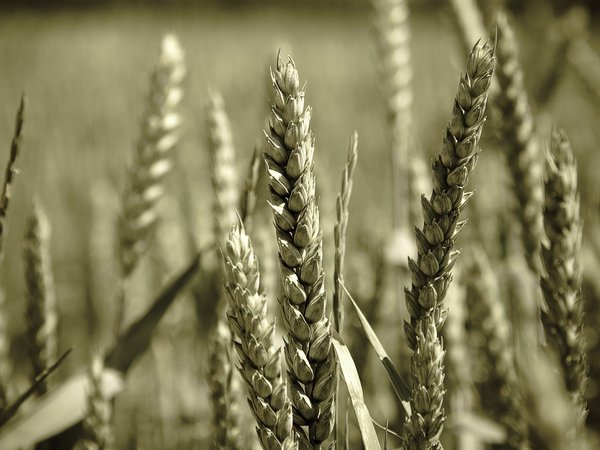 зерно, колосья, макро, пшеница