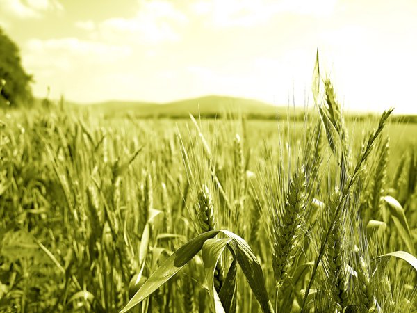 макро, поле, пшеница