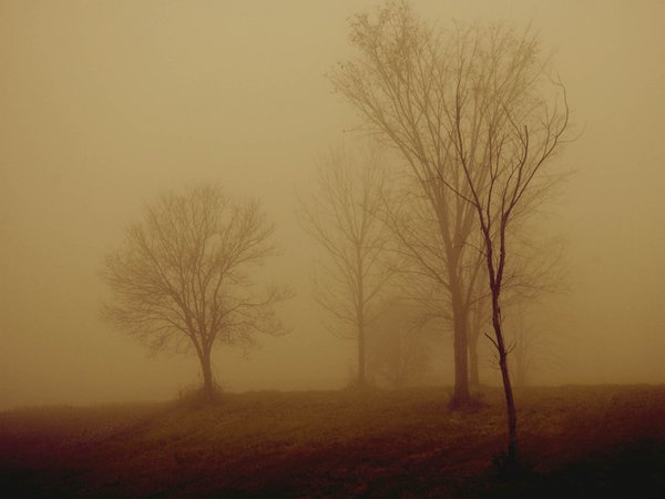 деревья, туман