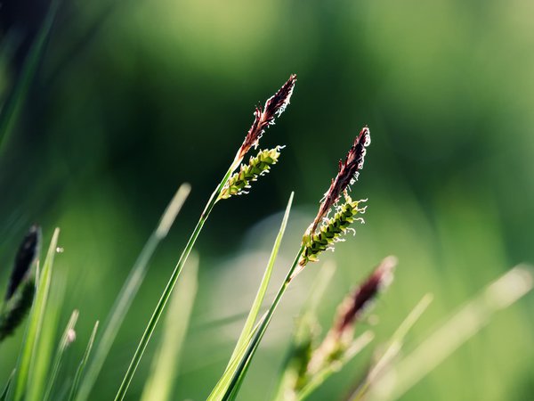 зелень, макро, трава
