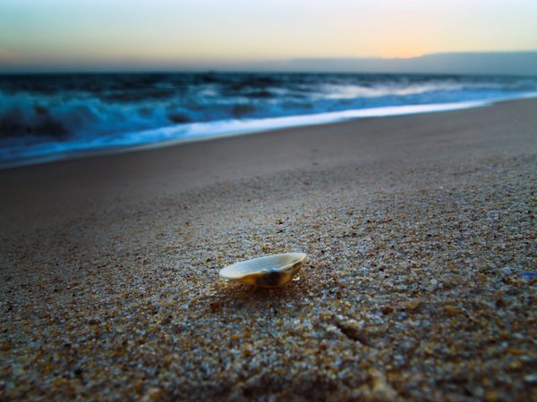 берег, океан, песок, ракушка