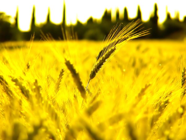 поле, пшеница, солнце