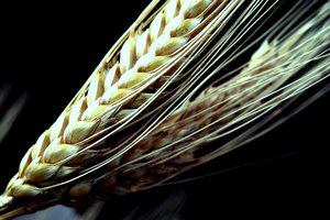 Обои на рабочий стол: зерно, колосья, пшеница
