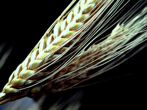 зерно, колосья, пшеница