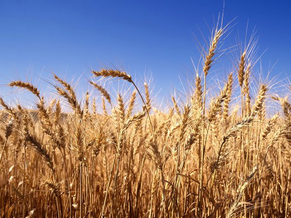 колосья, небо, поле, пшеница
