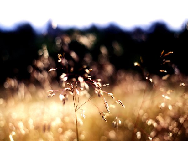 размытое, солнце, трава