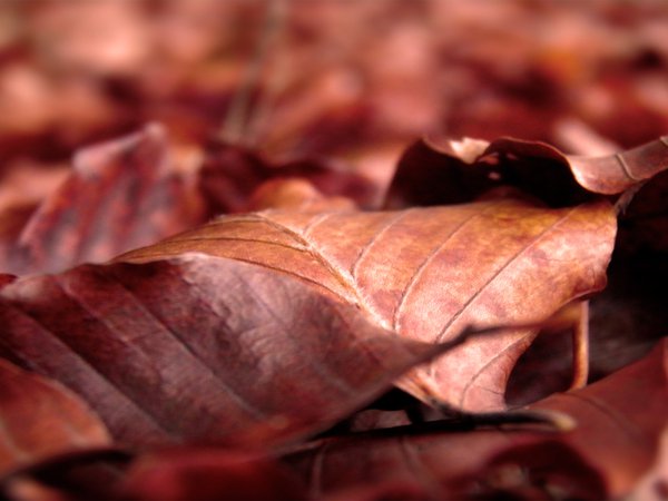 лист, мертвый, осень