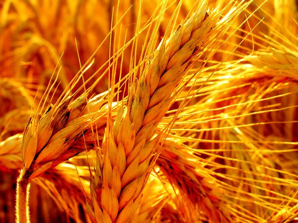 колос, пшеница