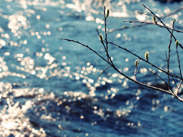 весна, ветка, вода, почки