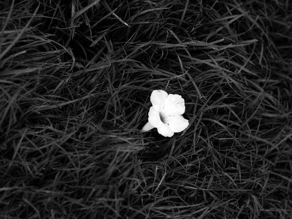 трава, цветок, чёрно-белое