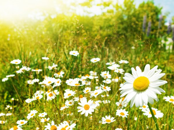 полевые цветы, ромашки, солнце