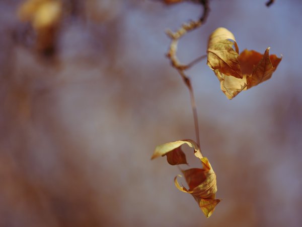 ветка, листья, осень, смерть