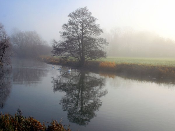 дерево, река, туман, утро