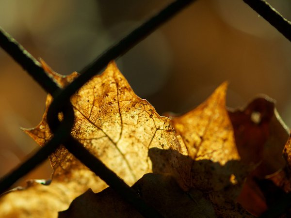 забор, лист, осень