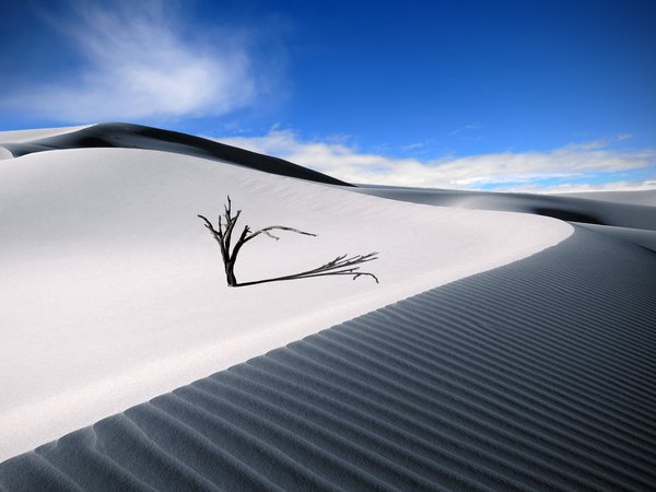 бархан, дерево, песок, пустыня