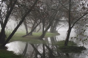 Обои на рабочий стол: вода, деревья, парк, туман