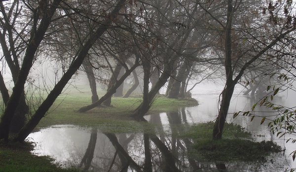 Обои на рабочий стол: вода, деревья, парк, туман