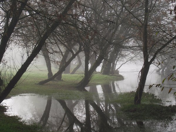 вода, деревья, парк, туман
