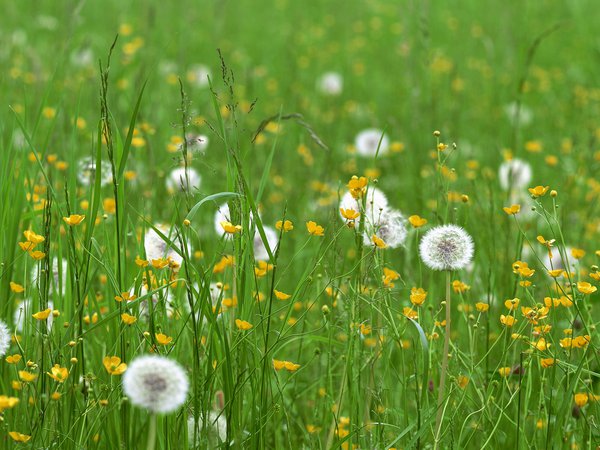 одуванчик, поле, полевые цветы