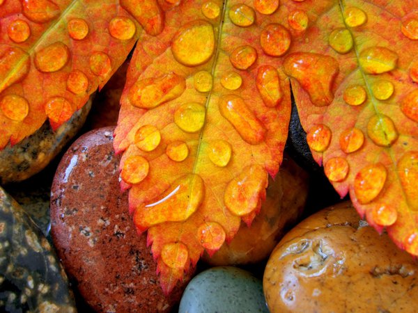 камни, капля, лист, осень