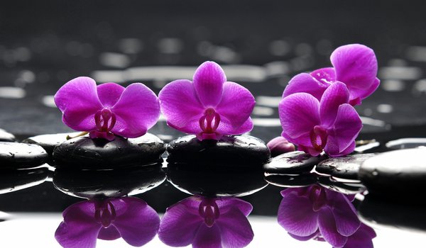 Обои на рабочий стол: камень, орхидея, отражение