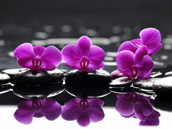 камень, орхидея, отражение
