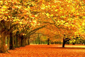 Обои на рабочий стол: деревья, листва, осень, парк