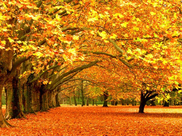 деревья, листва, осень, парк