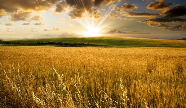 Обои на рабочий стол: восход, поле, пшеница, солнце