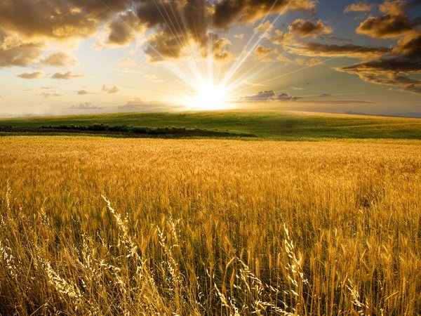 восход, поле, пшеница, солнце