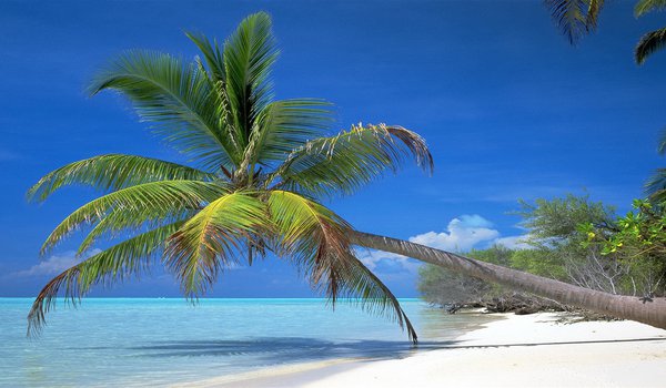 Обои на рабочий стол: море, пальма, пляж