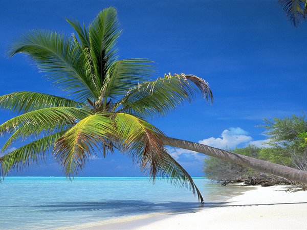 море, пальма, пляж